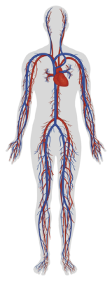 Illustration of the human circulatory system showing arteries and veins.