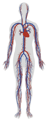 Illustration of the human circulatory system showing arteries and veins.
