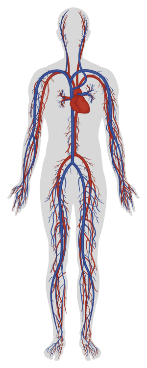 Human circulatory system showing heart, arteries, and veins.