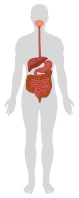 Illustration of human digestive system highlighting health benefits of proper digestion.
