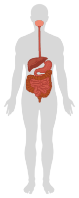 Illustration of human digestive system highlighting health benefits of proper digestion.