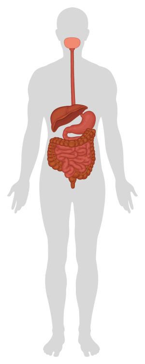 Illustration of the human digestive system highlighting gut health benefits.