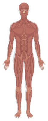 Human muscular system diagram highlighting benefits of walking.