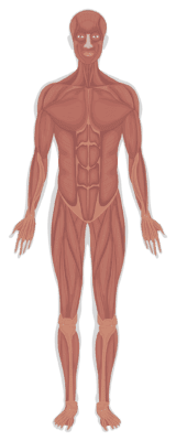 Human muscular system diagram highlighting benefits of walking.