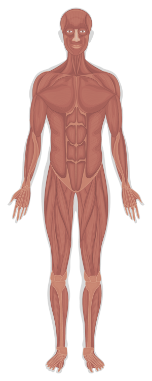 Human muscular system diagram highlighting benefits of walking.