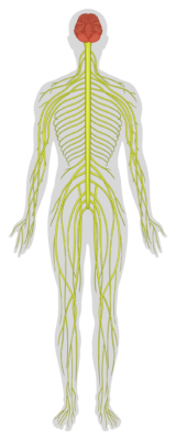 Illustration of human nervous system highlighting brain and nerves.