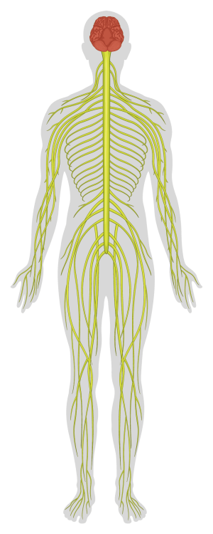Illustration of human nervous system highlighting brain and nerves.