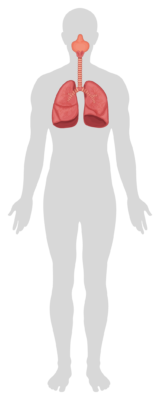 Illustration of lungs and respiratory system promoting health benefits of walking.