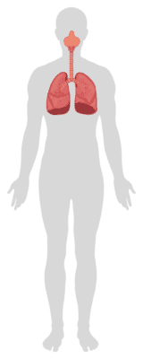 Illustration of lungs and respiratory system promoting health benefits of walking.