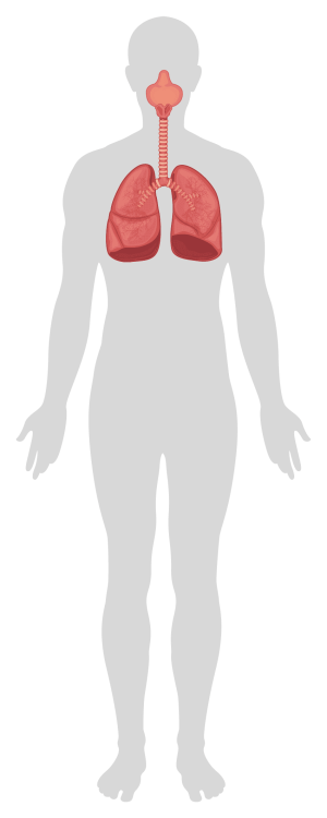 Illustration of lungs and respiratory system promoting walking for health.