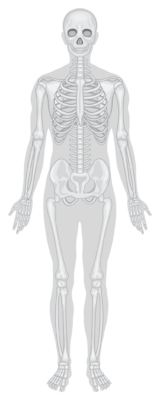 Human skeleton highlighting bones and joints for health benefits.
