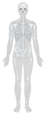 Human skeleton highlighting bones and joints for health benefits.