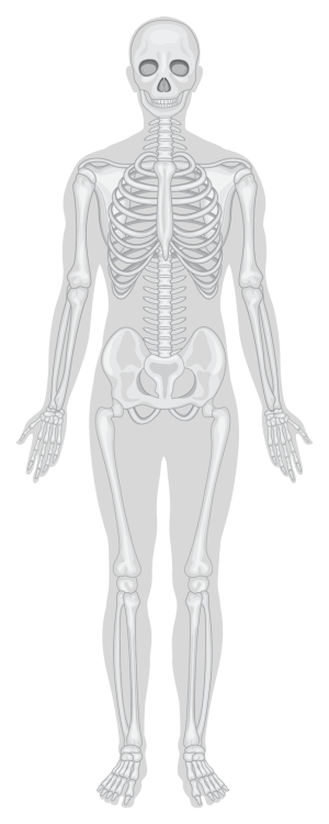 Human skeleton highlighting bones and joints for health benefits.
